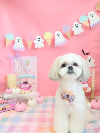 ピンクサロン小型犬 本日のご来店のお客様です🐾 ビションフリーゼのぼんちゃん